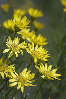 Ericameria linearifolia httpsuploadwikimediaorgwikipediacommonsthu