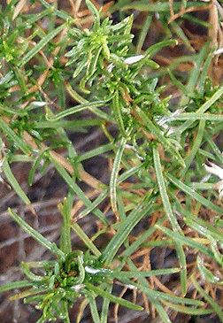 Ericameria linearifolia Ericameria linearifolia Fact Sheet