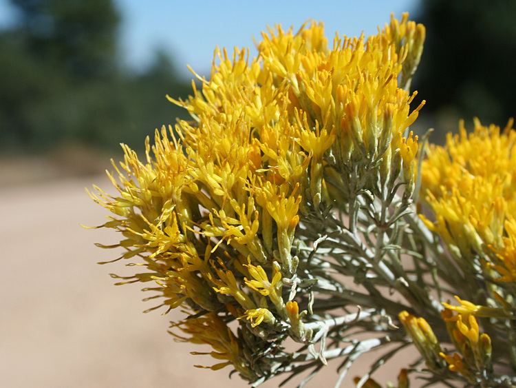 Ericameria nauseosa Vascular Plants of the Gila Wilderness Ericameria nauseosa