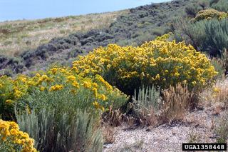 Ericameria nauseosa Ericameria nauseosa Rubber rabbitbrush Discover Life