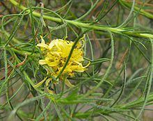 Ericameria pinifolia httpsuploadwikimediaorgwikipediacommonsthu