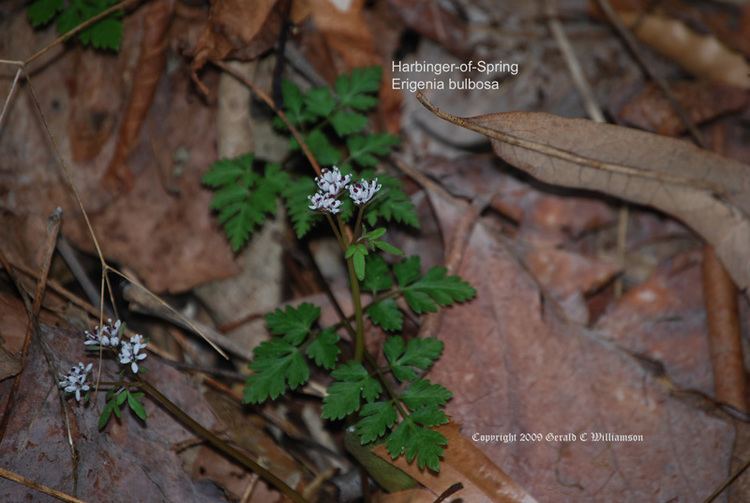 Erigenia US Wildflower HarbingerofSpring Pepper and Salt Erigenia bulbosa