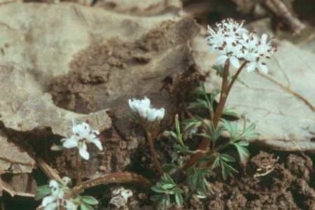 Erigenia Sunshine Farm and Gardens Glick Pick Archives Erigenia bulbosa