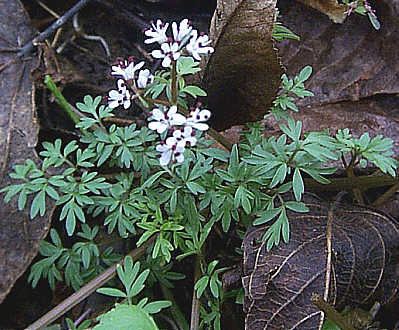 Erigenia Harbinger of Spring Erigenia bulbosa