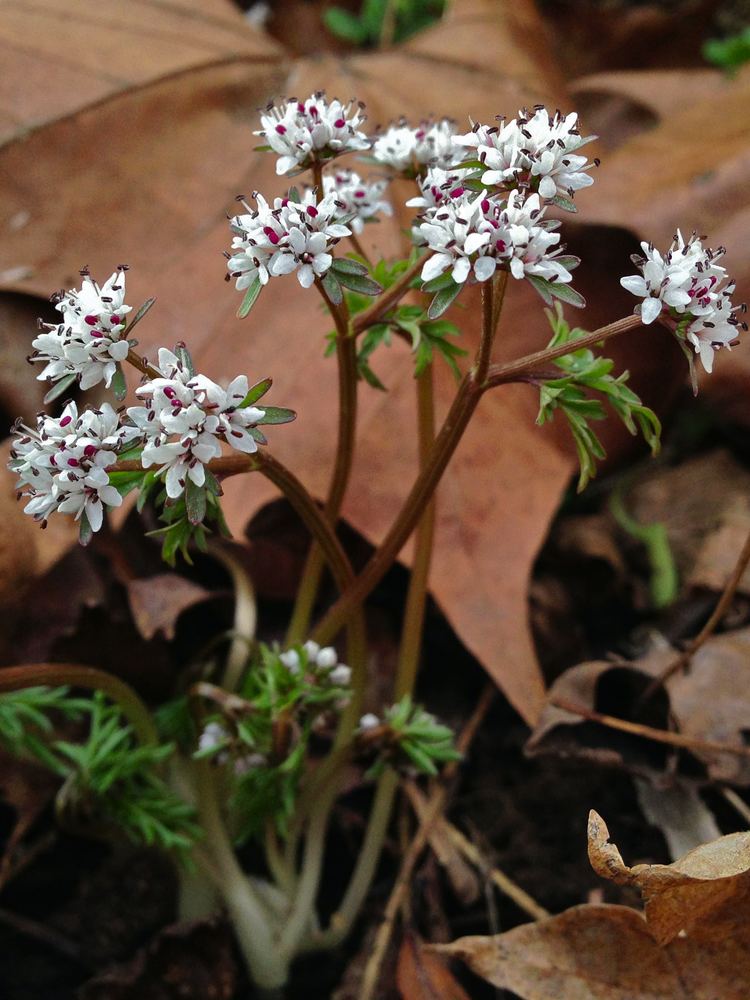 Erigenia FileErigenia bulbosa Harbinger Of Springjpg Wikimedia Commons