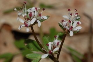 Erigenia Erigenia bulbosa Harbinger of spring Discover Life