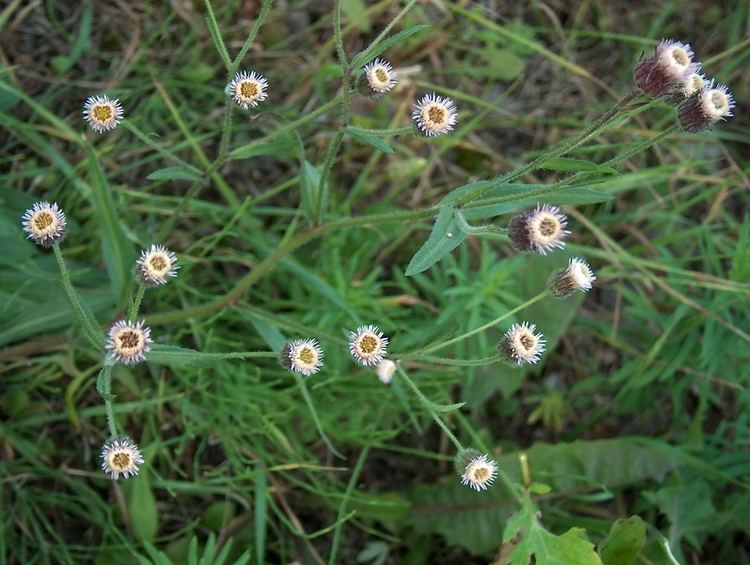 Erigeron acer FileErigeron acer Karvaskallioinen H7869 Cjpg Wikimedia Commons