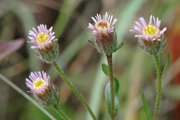 Erigeron acer Bestimmungshilfe des Lepiforums Oidaematophorus Rogenhoferi