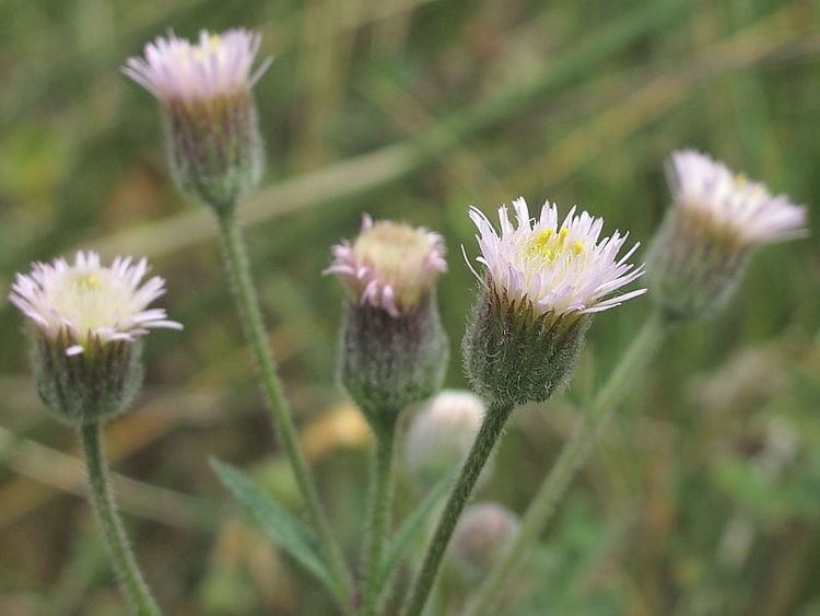 Erigeron acer Blue Fleabane Erigeron acer Wildlife Insight