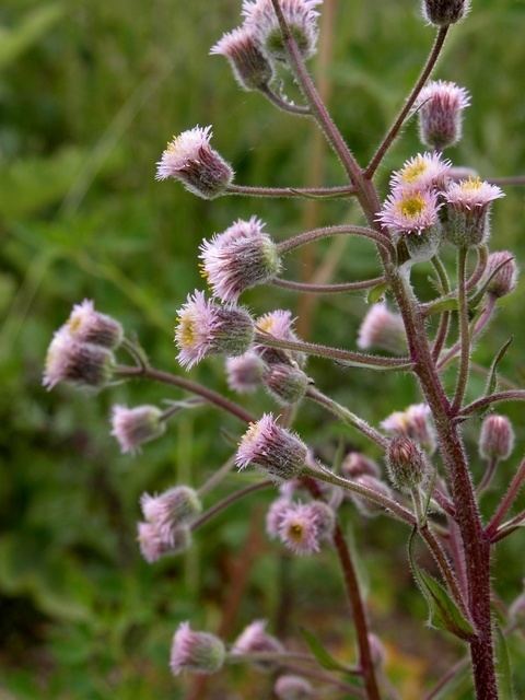 Erigeron acer wwwbiopixcomphotosjcserigeronacer11014jpg