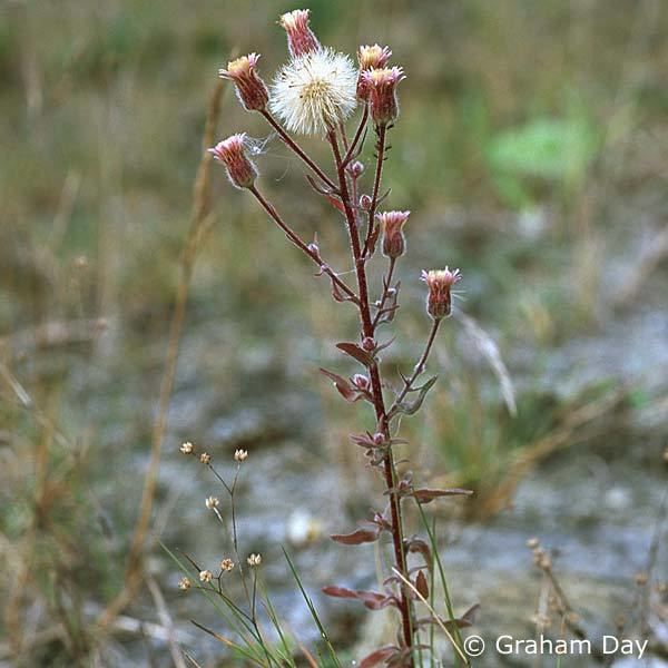 Erigeron acer Erigeron acer Blue Fleabane Northern Ireland39s Priority Species