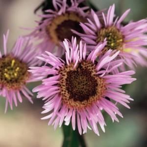 Erigeron alpinus Erigeron alpinus