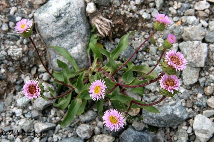 Erigeron alpinus Erigeron alpinus