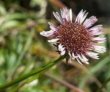 Erigeron alpinus Erigeron alpinus Wikipedia