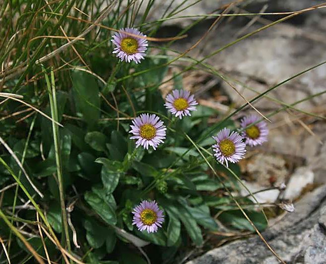 Erigeron alpinus Escursioni Apuane Erigeron alpinus Cespica alpina