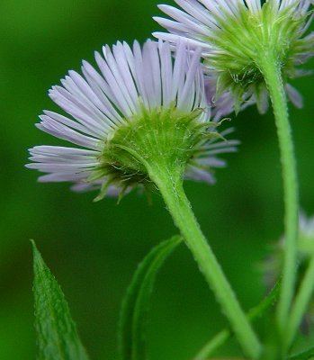 Erigeron annuus Erigeron annuus page