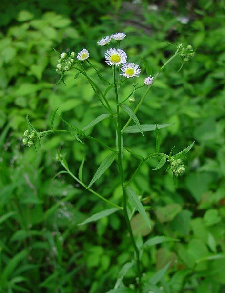 Erigeron annuus wwwmissouriplantscomWhitealtErigeronannuuspl