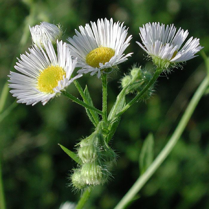 Erigeron annuus 010618173638jpg