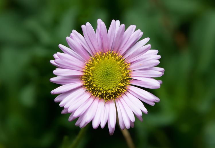 Erigeron Erigeron Wikipedia