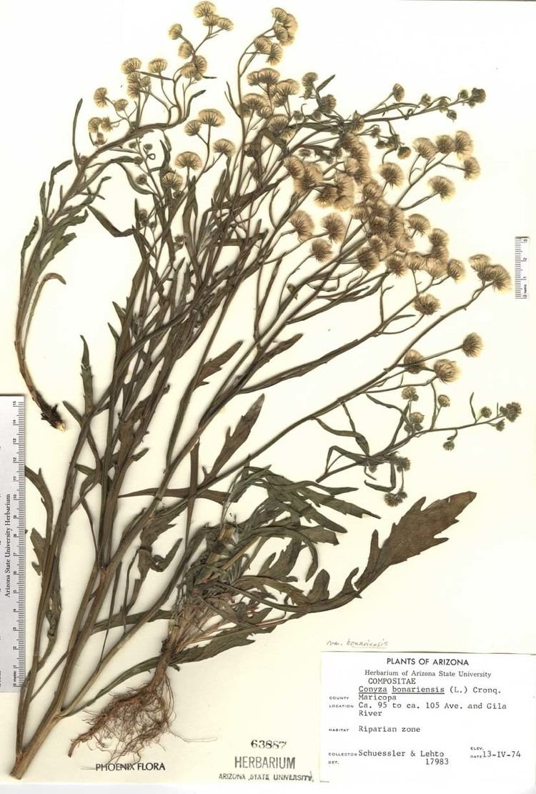 Erigeron bonariensis hasbrouckasueduimglibseinetAsteraceaeherbari