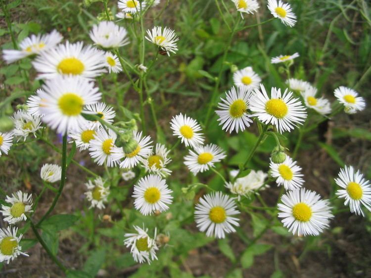 Erigeron httpsuploadwikimediaorgwikipediacommonscc