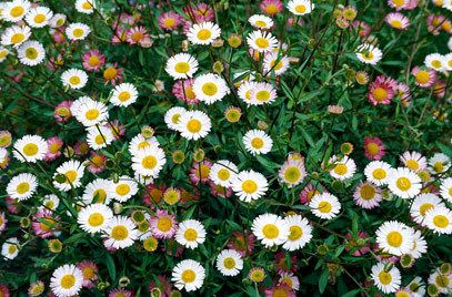 Erigeron Erigeron karvinskianus Mexican fleabaneRHS Gardening