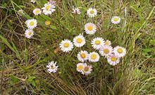 Erigeron decumbens httpsuploadwikimediaorgwikipediacommonsthu