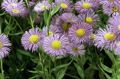 Erigeron RHS advice amp tips on garden amp indoor plants Plant finder