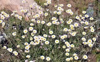 Erigeron divergens divergens Spreading Fleabane Southwest Desert Flora