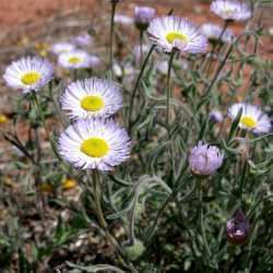 Erigeron divergens SEINet Arizona Chapter Erigeron divergens