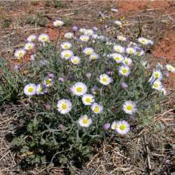 Erigeron divergens hasbrouckasueduimglibseinetAsteraceaephotos