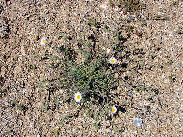 Erigeron divergens Fleabane Erigeron divergens Arizona Wild Flowers Pictures Photos
