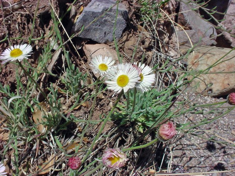 Erigeron divergens Vascular Plants of the Gila Wilderness Erigeron divergens