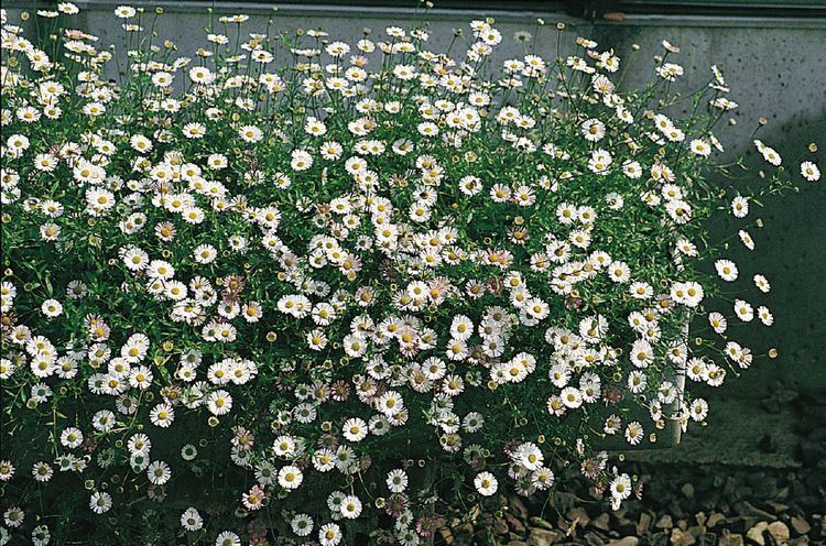 Erigeron Erigeron karvinskianus Profusion Perennial Benary