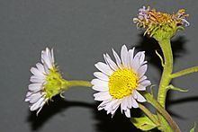 Erigeron eximius httpsuploadwikimediaorgwikipediacommonsthu