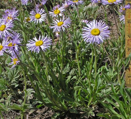 Erigeron formosissimus Southwest Colorado Wildflowers Erigeron formosissimus