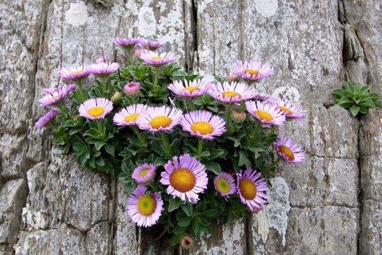 Erigeron glaucus Daily Flower Candy Erigeron glaucus beach aster The Frustrated