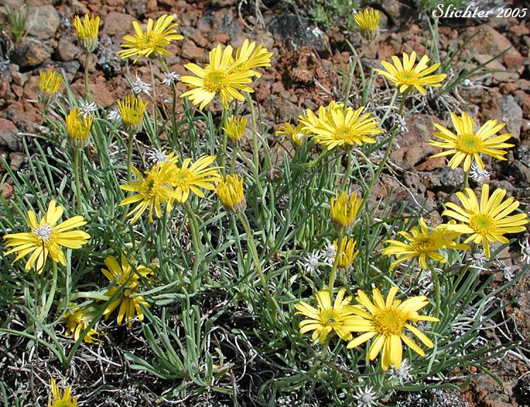 Erigeron linearis Desert Yellow Daisy Desert Yellow Fleabane Lineleaf Fleabane