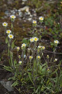 Erigeron lonchophyllus httpsuploadwikimediaorgwikipediacommonsthu