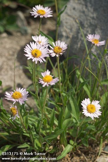 Erigeron peregrinus Erigeron peregrinus wandering daisy Wildflowers of the Pacific