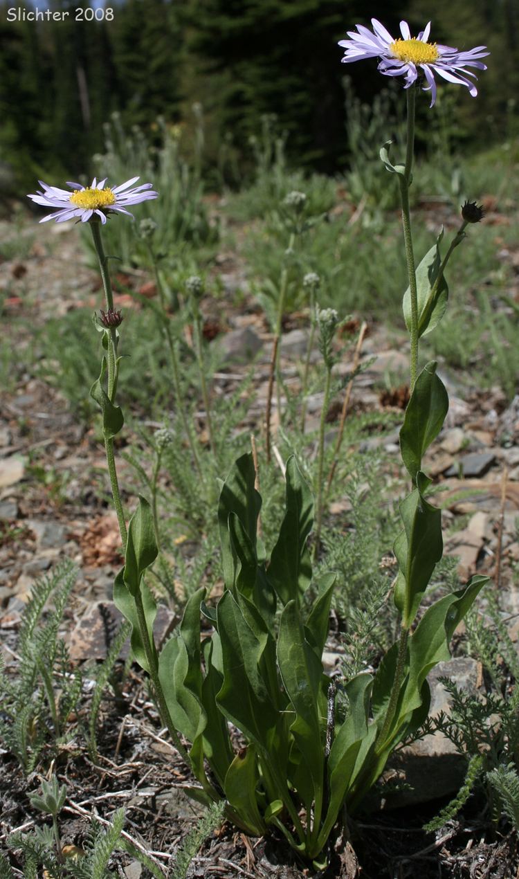 Erigeron peregrinus Foreign Erigeron Peregrine Fleabane Subalpine Daisy Subalpine