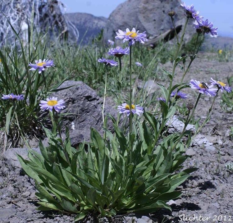 Erigeron peregrinus Foreign Erigeron Peregrine Fleabane Subalpine Daisy Subalpine