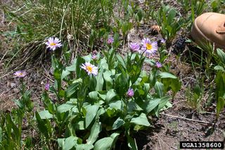 Erigeron peregrinus Erigeron peregrinus Subalpine fleabane Discover Life