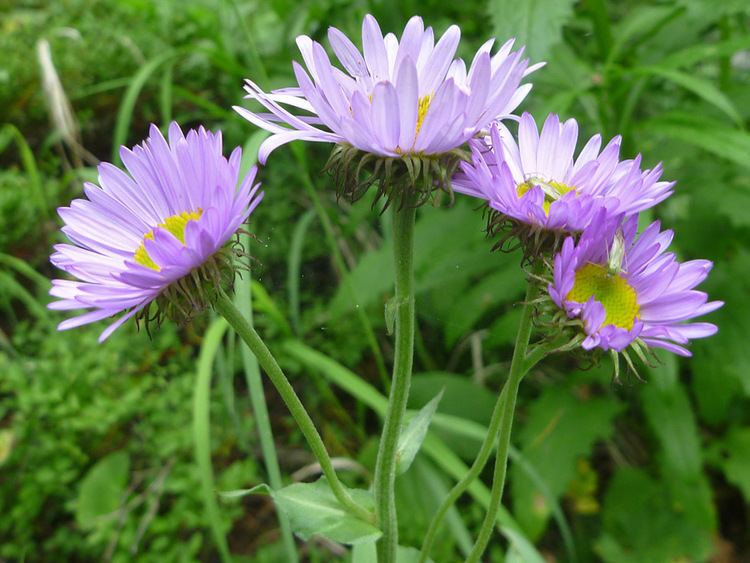 Erigeron peregrinus Erigeron Peregrinus Timber Lake Trail Rocky Mountain National Park