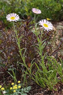 Erigeron peregrinus httpsuploadwikimediaorgwikipediacommonsthu