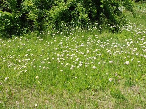 Erigeron pulchellus Erigeron pulchellus UMass Amherst Landscape Nursery amp Urban