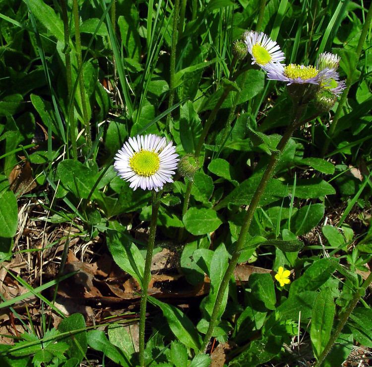 Erigeron pulchellus Erigeron pulchellus Robin39s plantain fleabane Go Botany