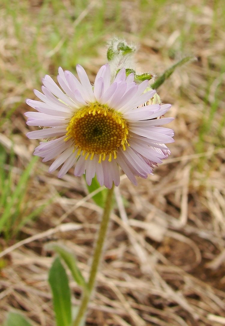 Erigeron pulchellus Erigeron pulchellus Wikipedia