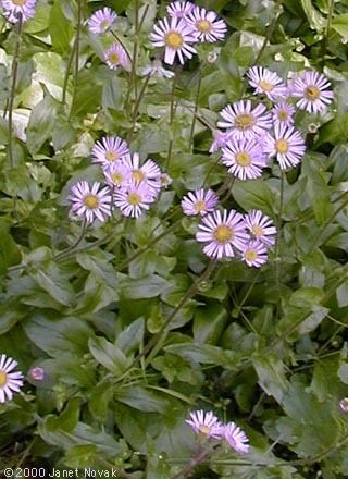 Erigeron pulchellus Erigeron pulchellus