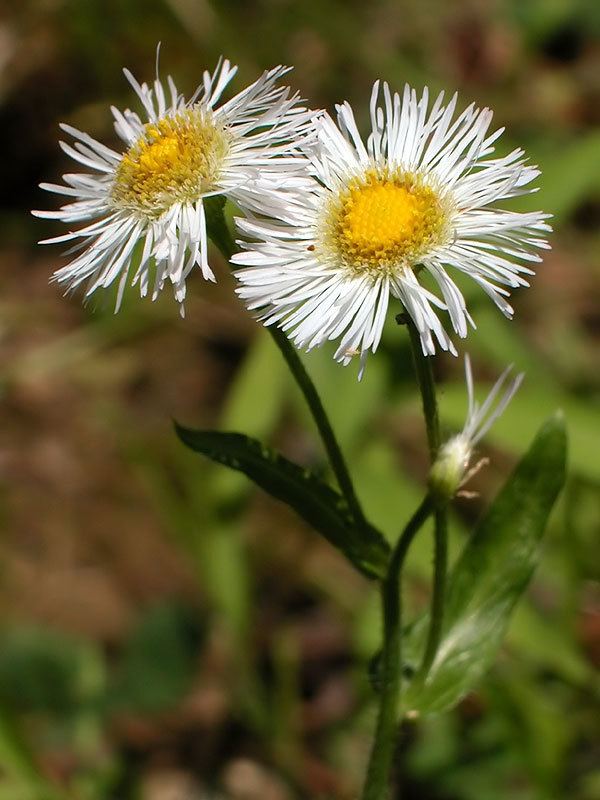 Erigeron pulchellus Erigeron pulchellus Robins plantain Discover Life